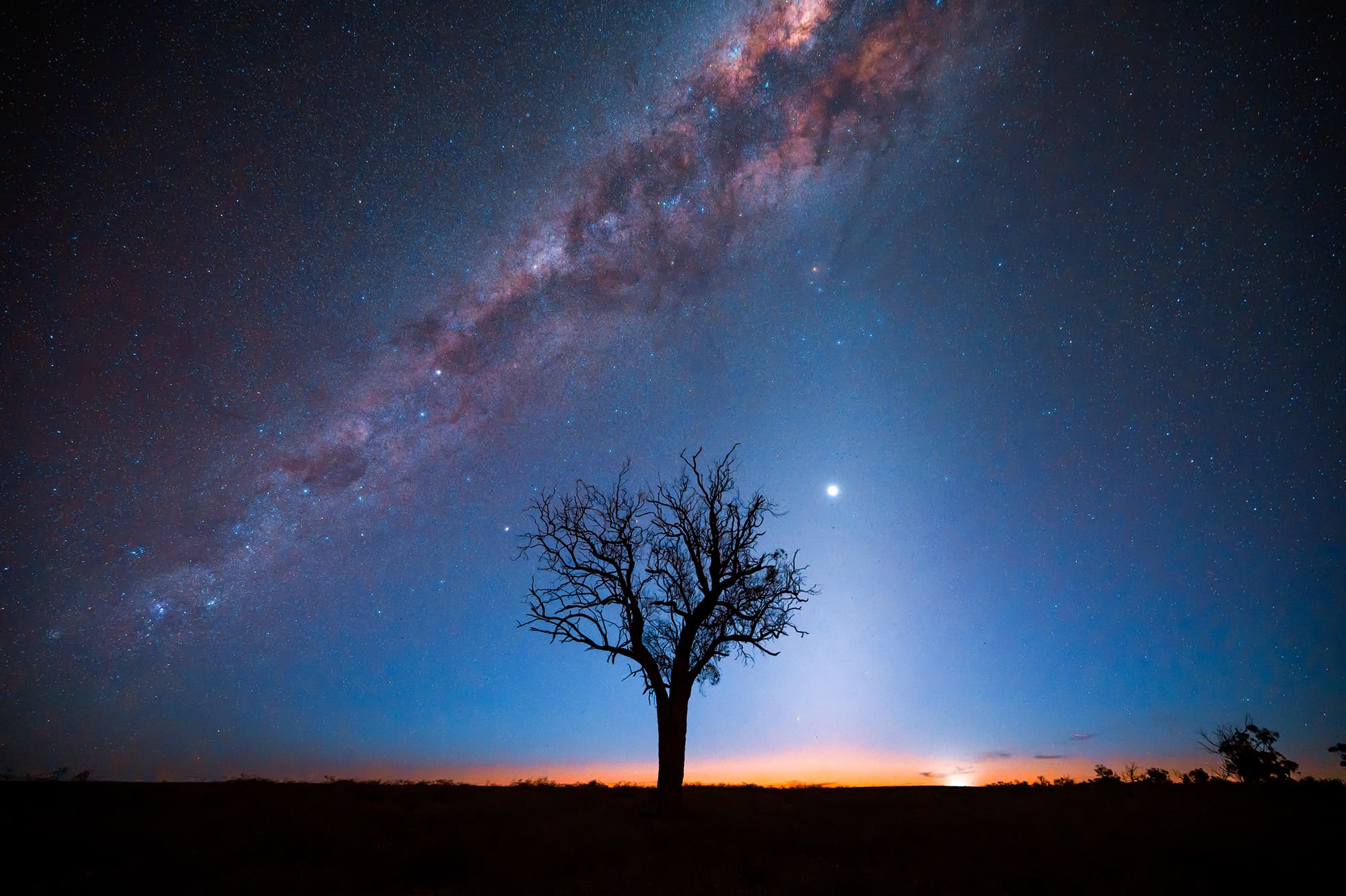 Silhouettes of trees against a star-filled sky